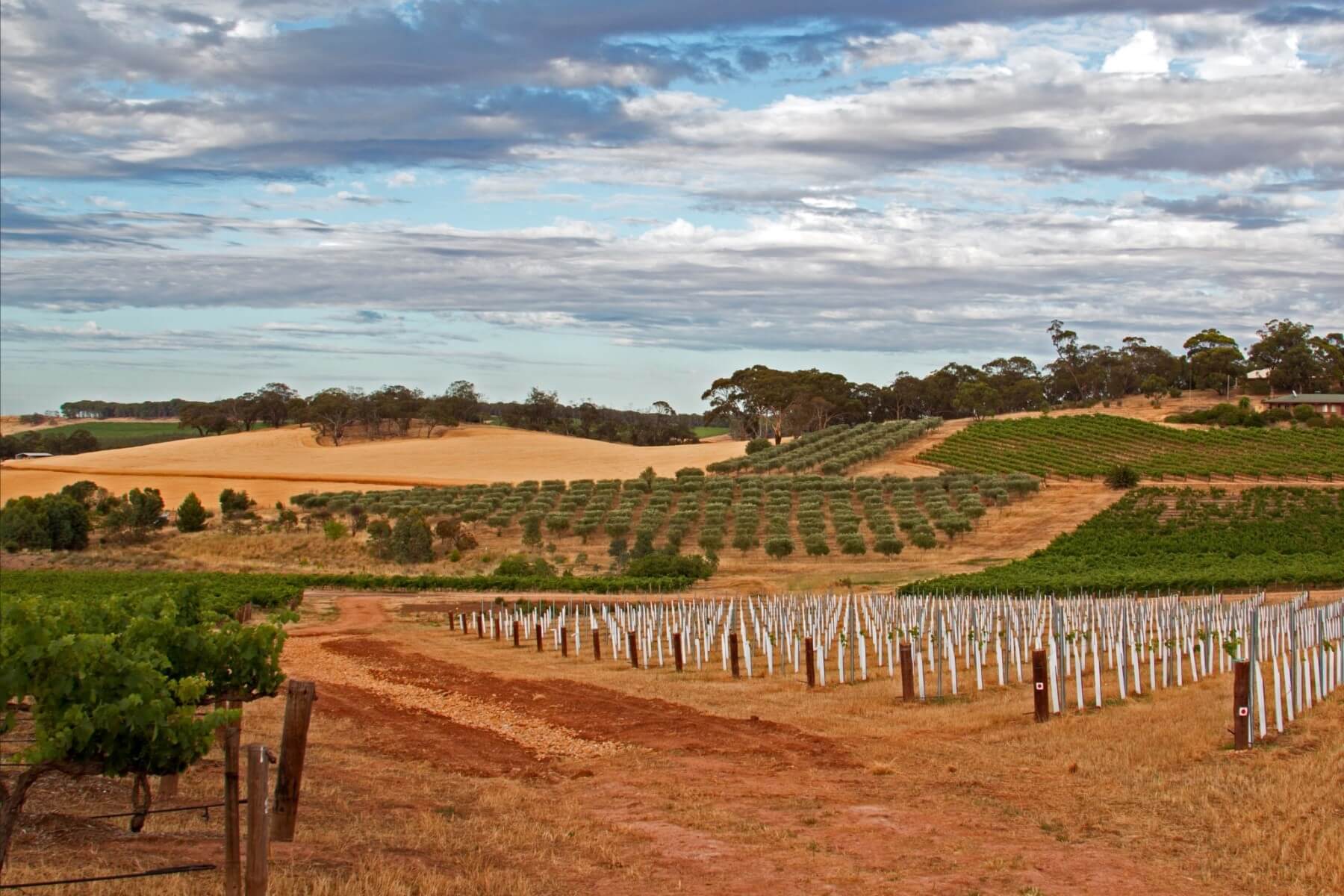 Top 5 Wineries to Visit in Barossa Valley