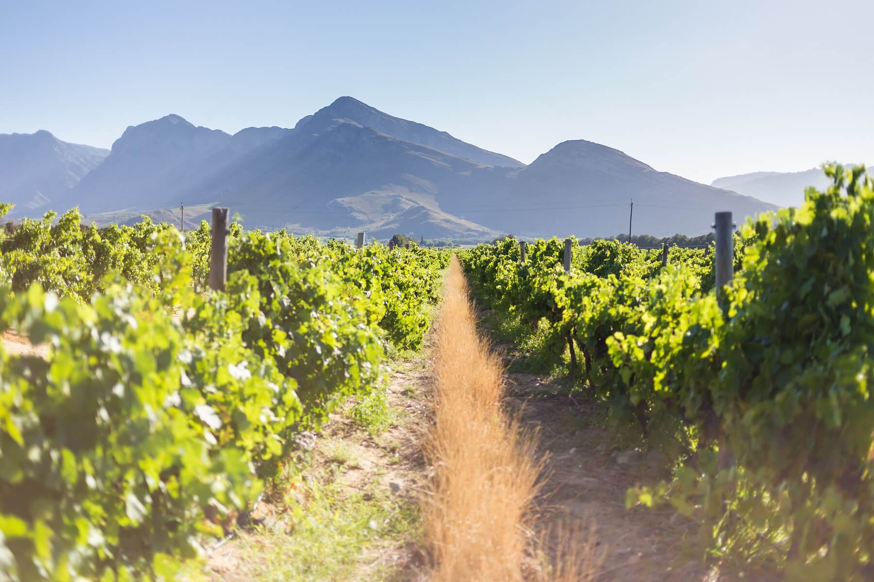 Most Popular South African Grape Varieties and Styles To Keep An Eye Out For.