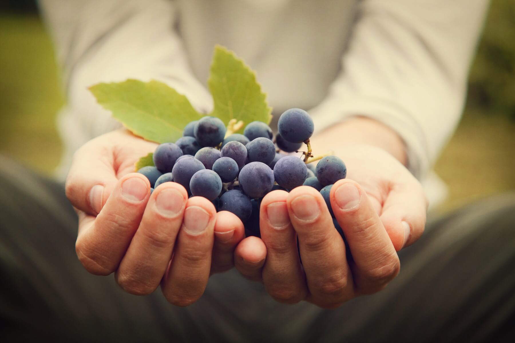 Grape Skin: What It Does, and Why It Matters