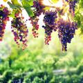 The 5 Most Underrated Grape Types