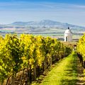Five Up and Coming Wine Regions