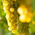 Sauvignon Blanc -  What You Need To Know